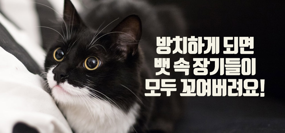 반려견·반려묘 탈장 수술 | 마이펫플러스 반려견·반려묘 탈장 수술 | 마이펫플러스