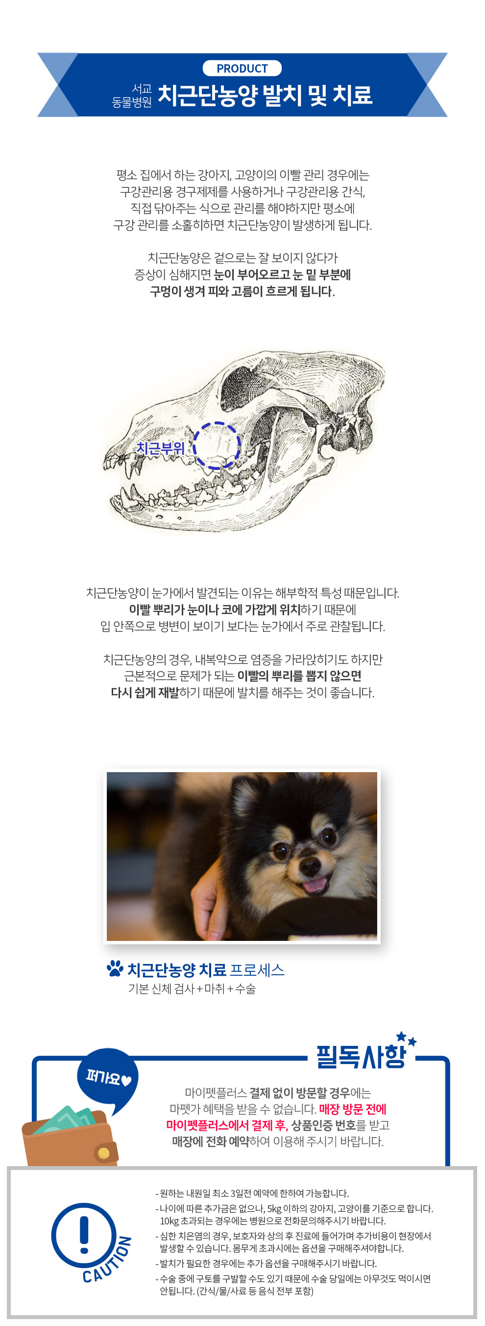 반려견·반려묘 치근단농양 치료 | 마이펫플러스 반려견·반려묘 치근단농양 치료 | 마이펫플러스