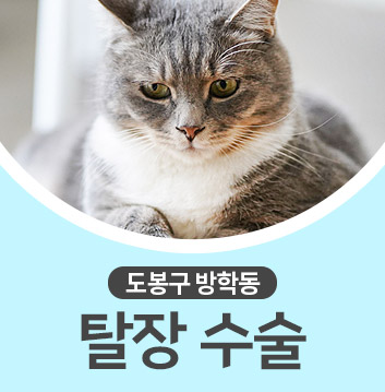 반려견·반려묘 탈장 수술 | 마이펫플러스 반려견·반려묘 탈장 수술 | 마이펫플러스